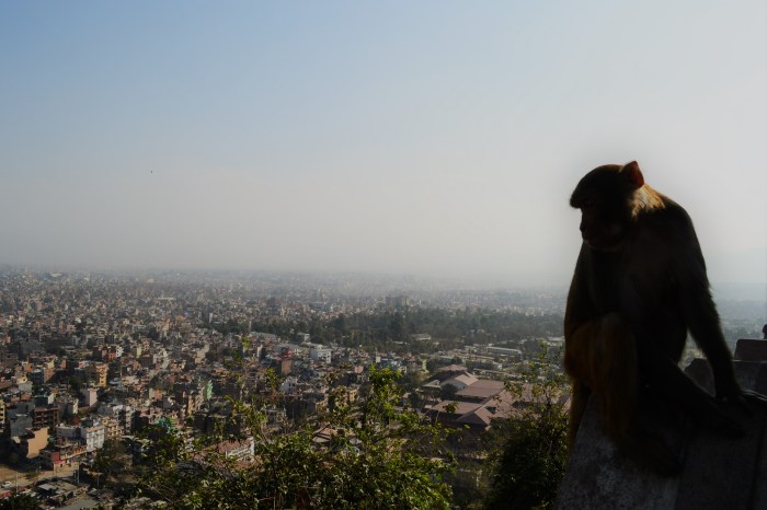 templo de los monos katmandú