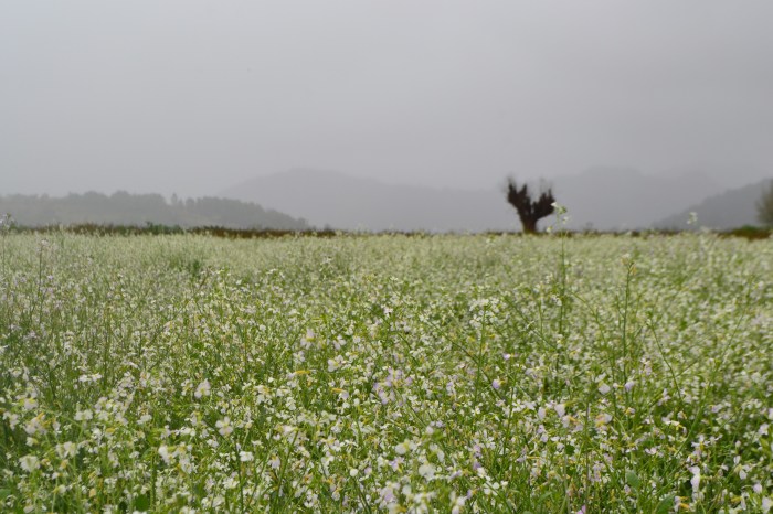 trekking kalaw lago inle (2)