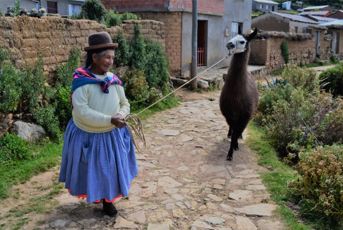 llama bolivia