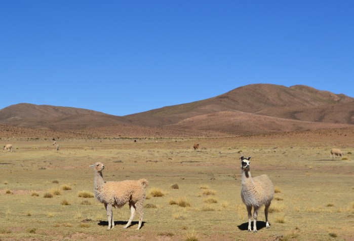 Llamas en Bolivia