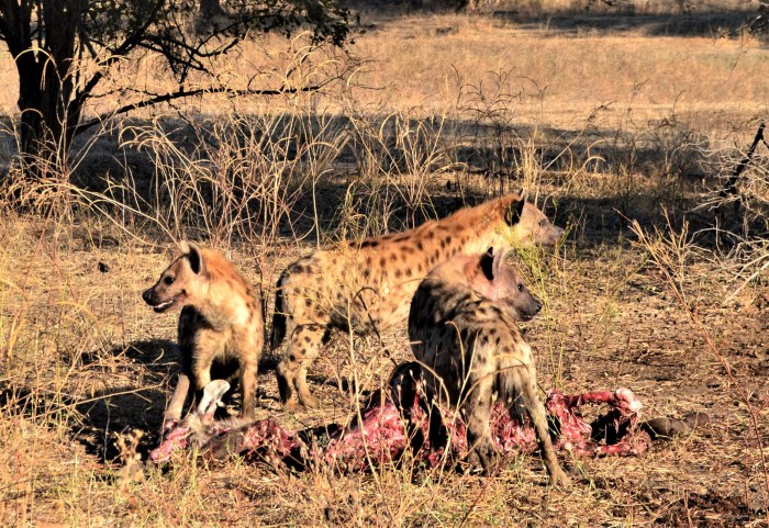 Hienas devorando antílope