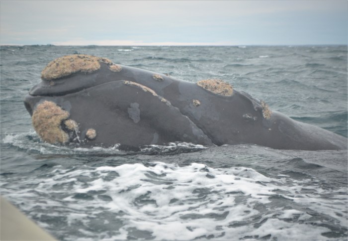 Ballena austral Argentina