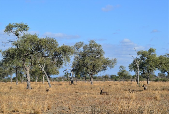 Ciervos en la reserva natural