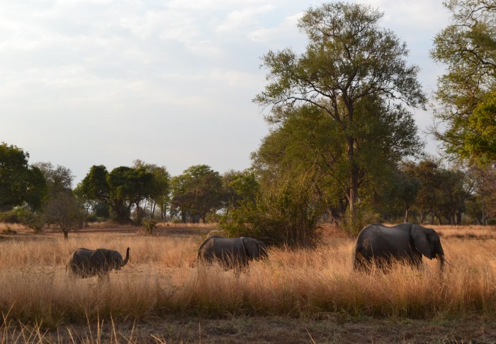 Elefantes en South Luangwa