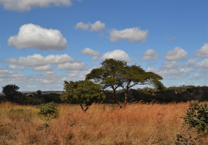 La África del Rey León