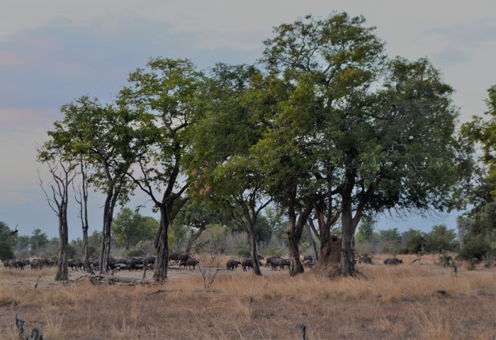Manada de búfalos en Zambia