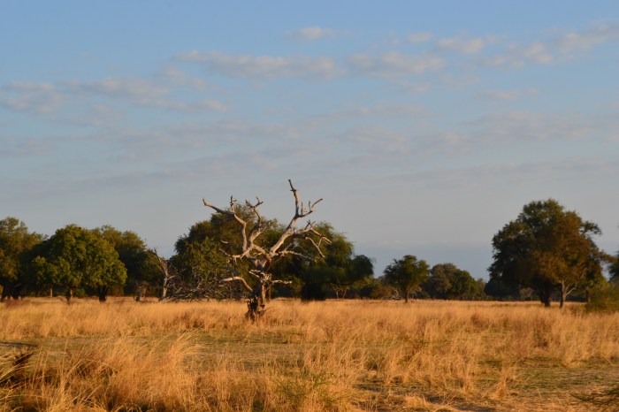 Parque South Luangwa