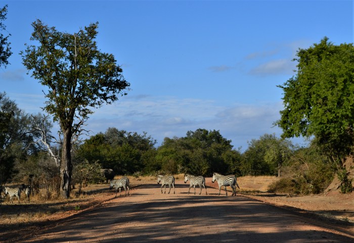 Paso de cebras en South Luangwa