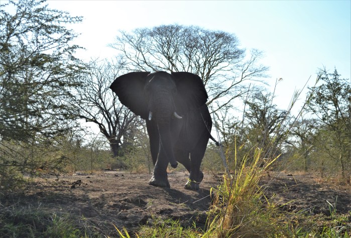 Elefante en el Parque Liwonde