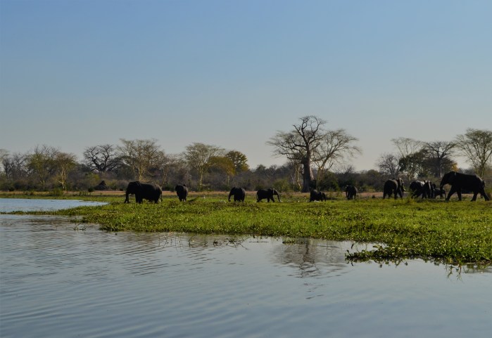 Elefantes africanos en Liwonde