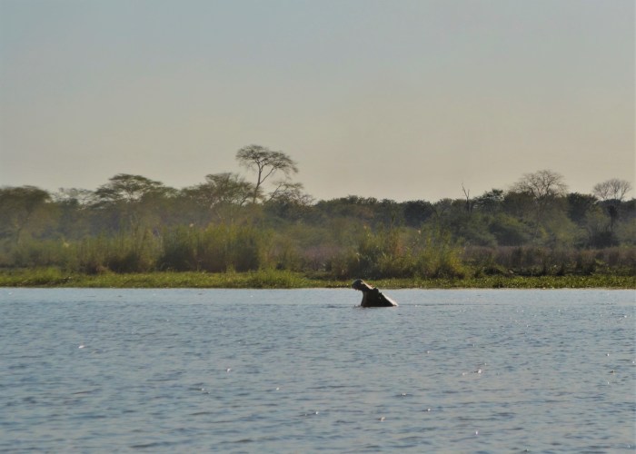 Hipopótamo gritando