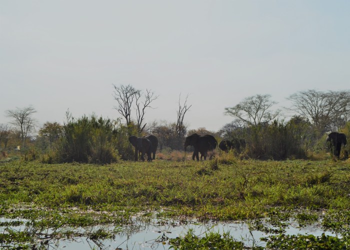 Mejor Safari de Malawi
