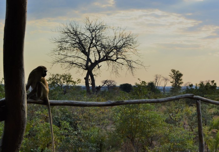Mono en Liwonde Park