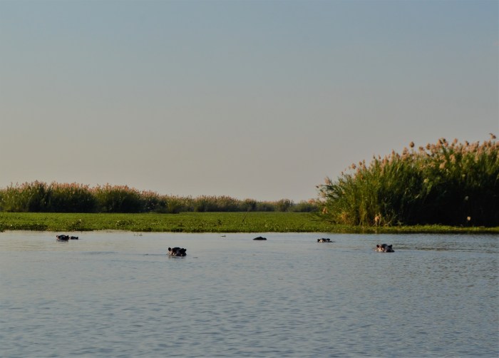 Safari con hipopótamos