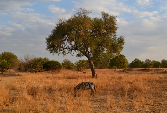 Safari Africa Zambia