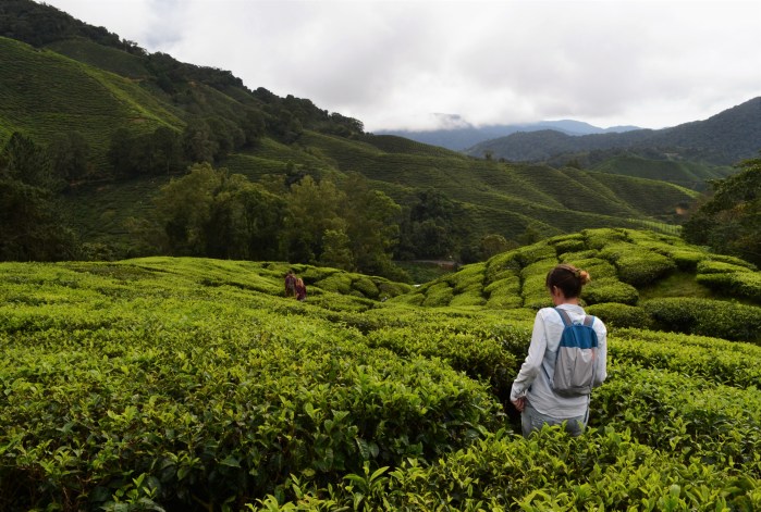 Cameron Highlands viaje