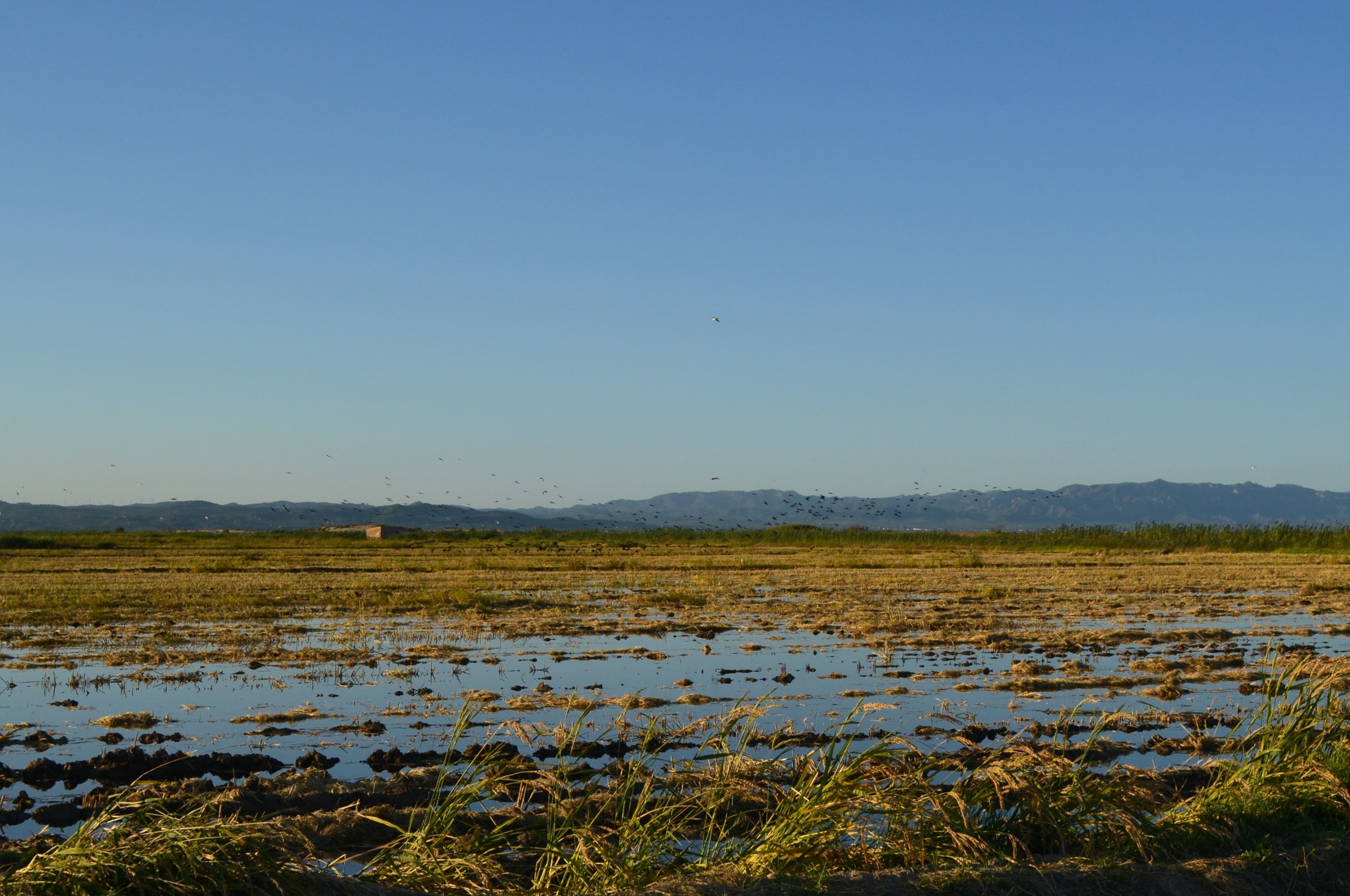 Arrozales delta ebro