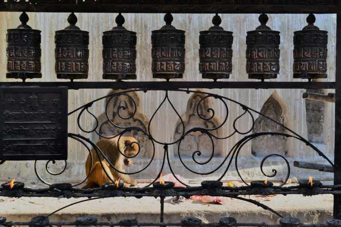 monos katmandú viaje