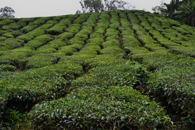 Viajar Cameron Highlands