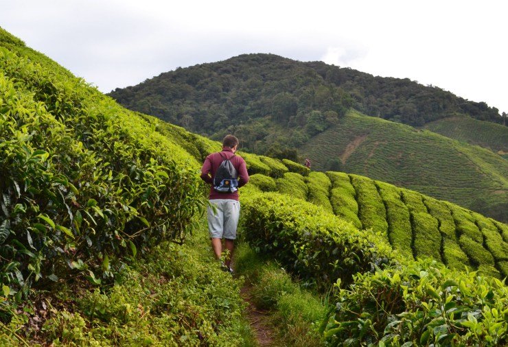 Cameron Highlands té viajar