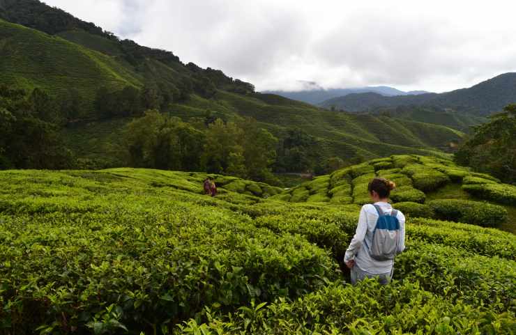 Té plantación Cameron Highlands